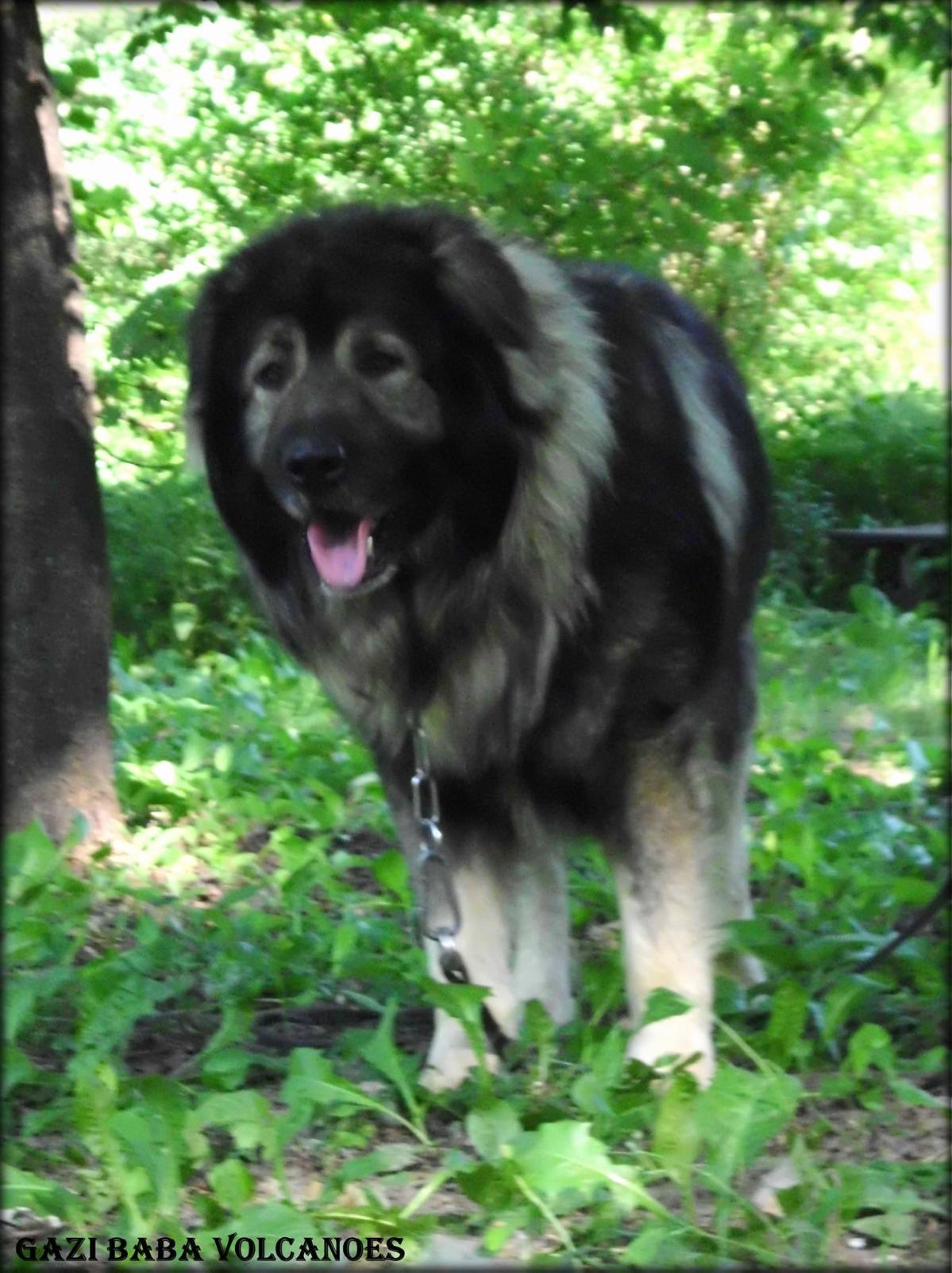 good home dog breeds