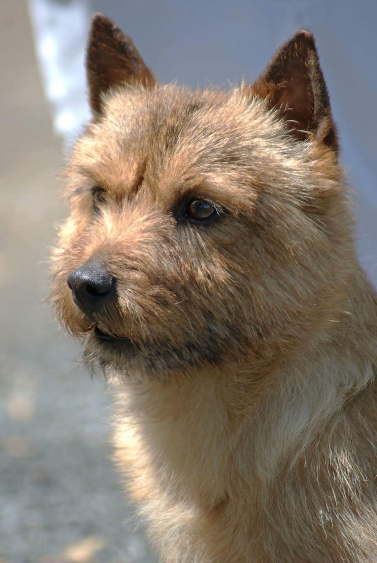 Norwich Terrier