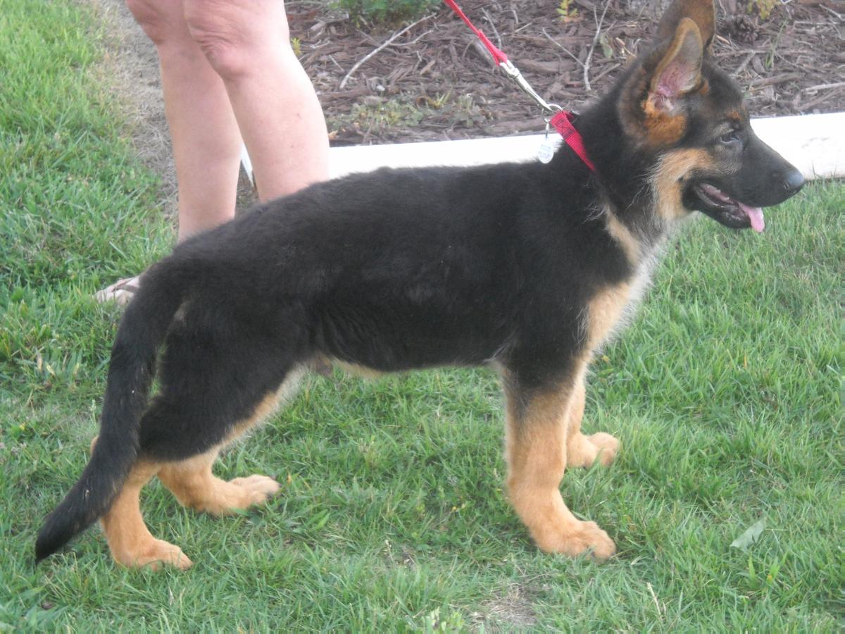 kolenda german shepherds