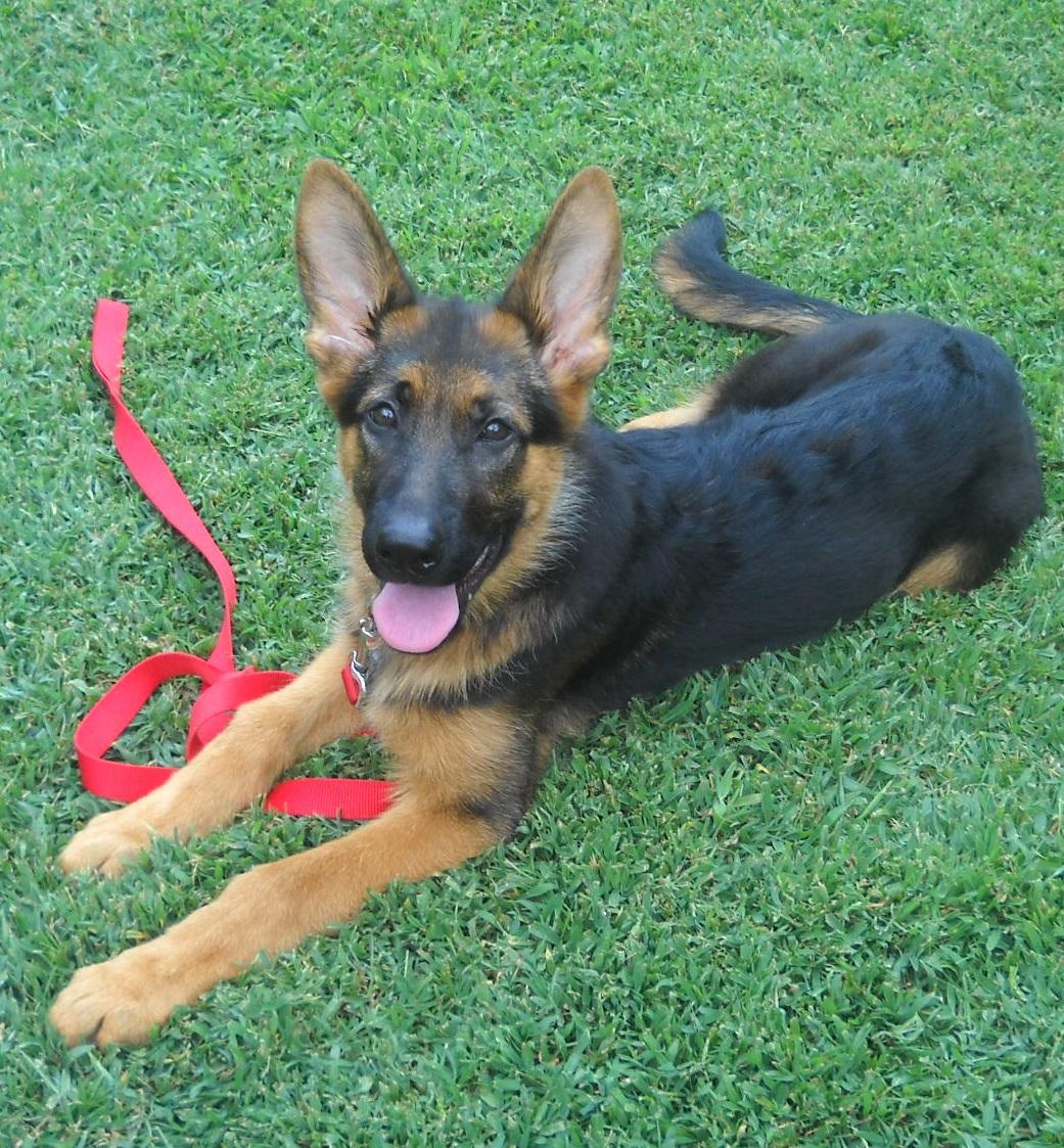 kolenda german shepherds