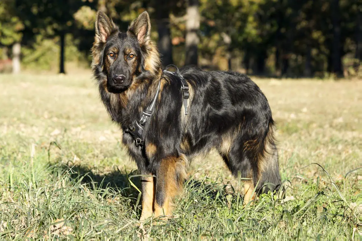 Sucherquelle sales german shepherds