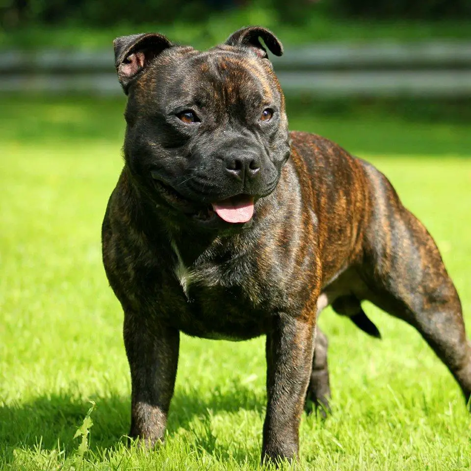 Full pedigree staffordshire shop bull terrier