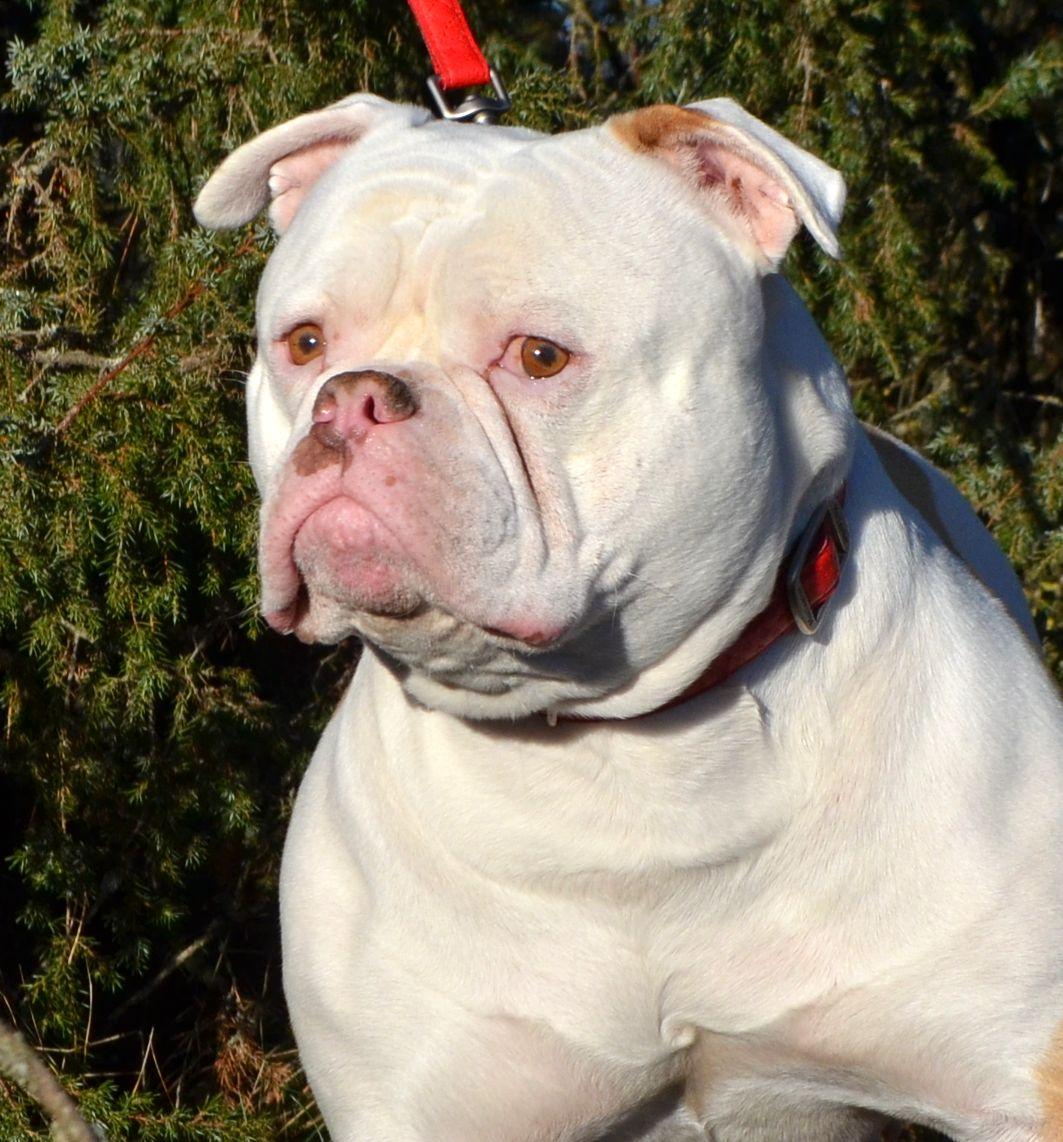 American Bulldog