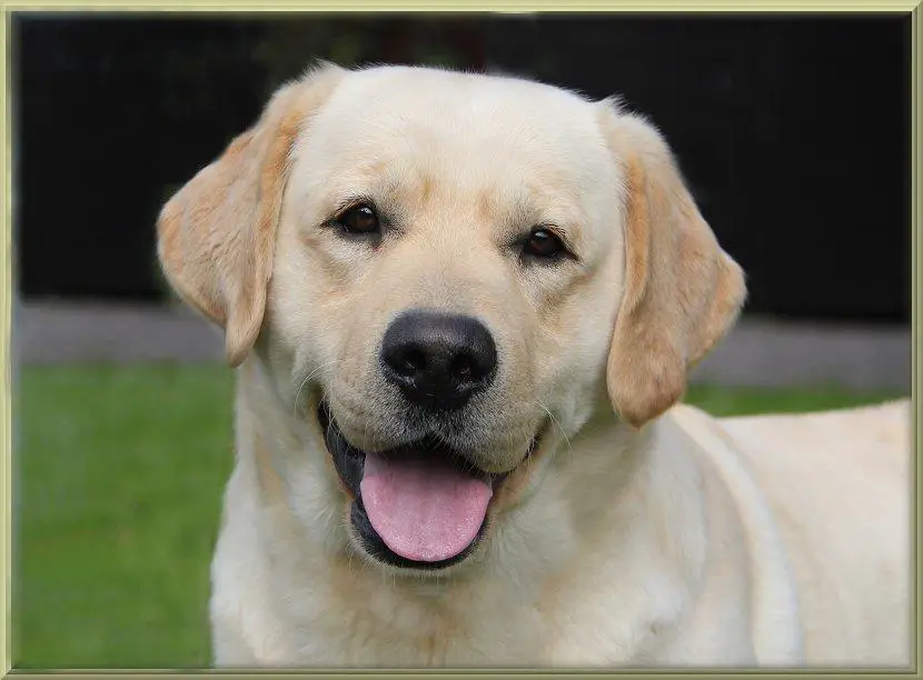 Seawind polish poker labrador retriever Seawind polish poker labrador retriever