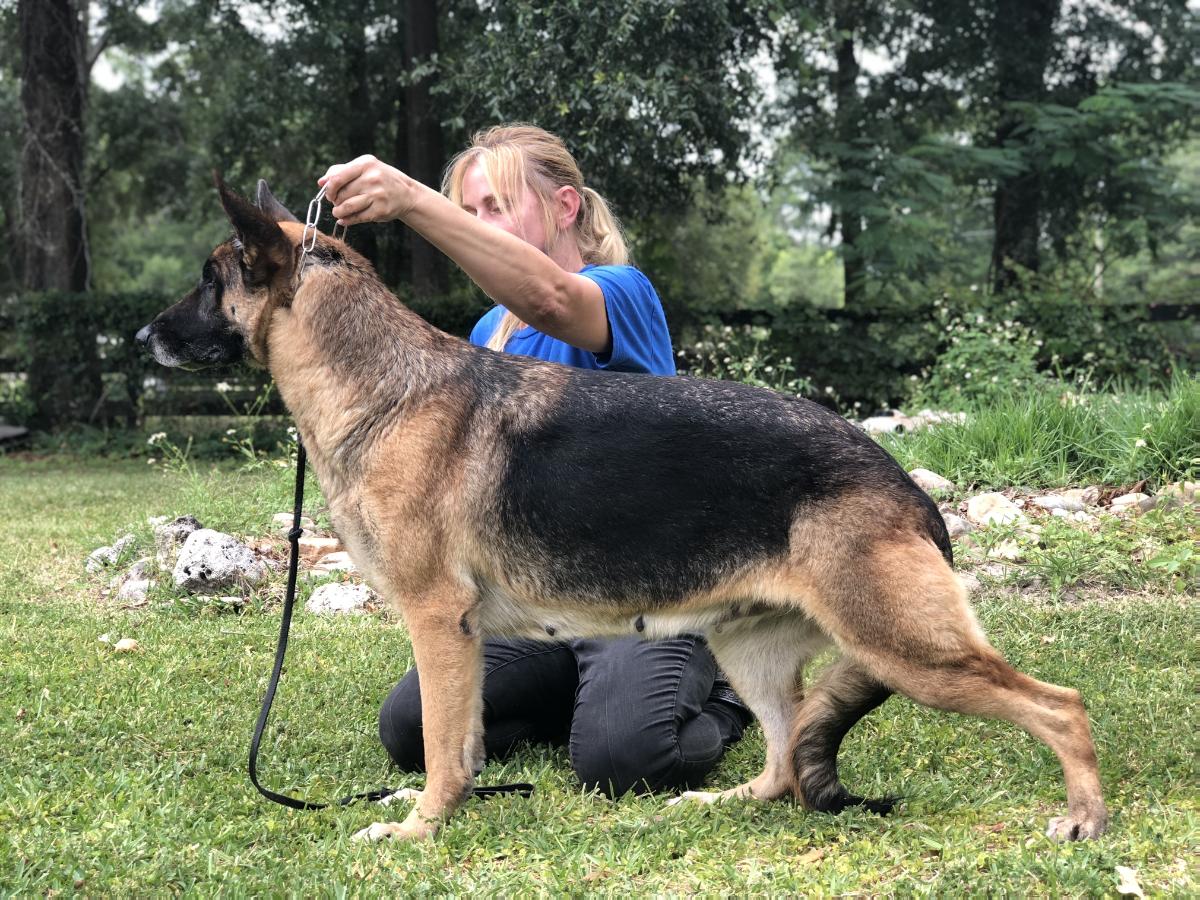 apple ridge german shepherds