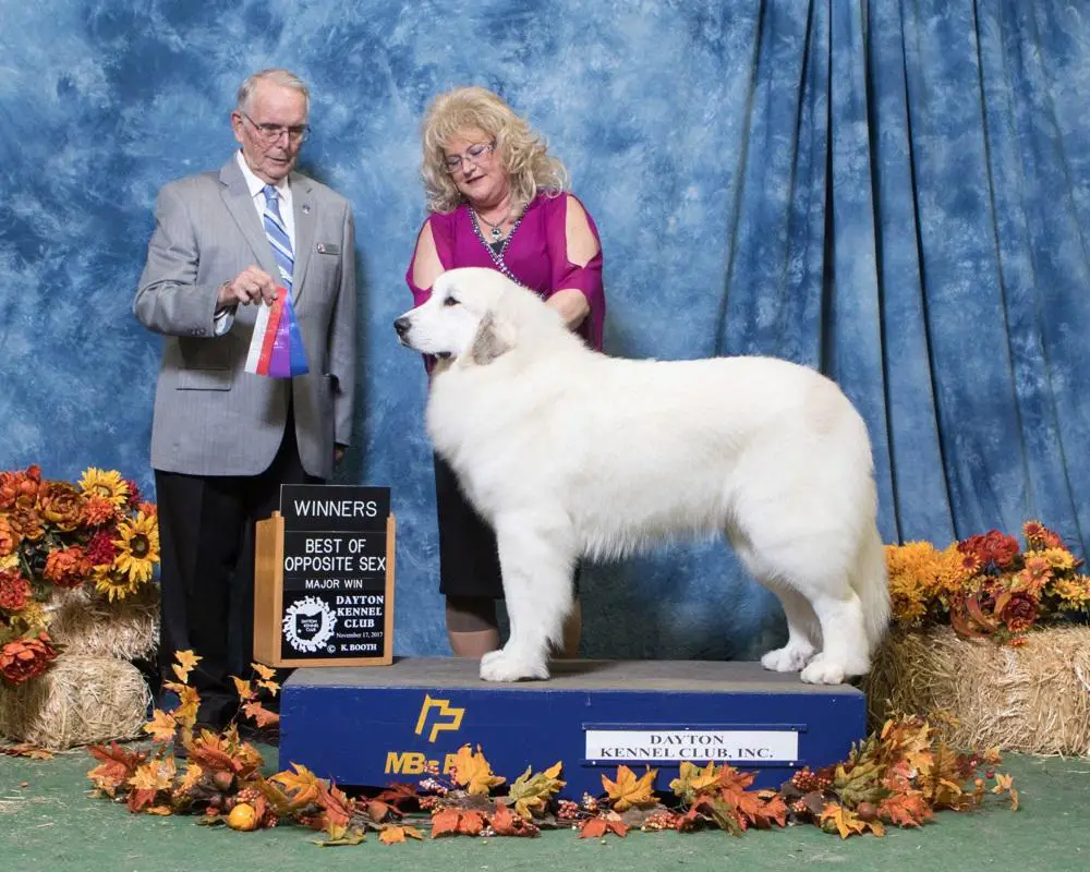 Pyrless great pyrenees cheap