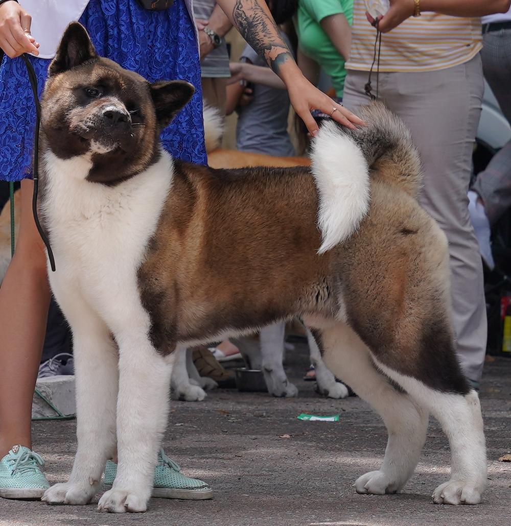 6 month old sales akita