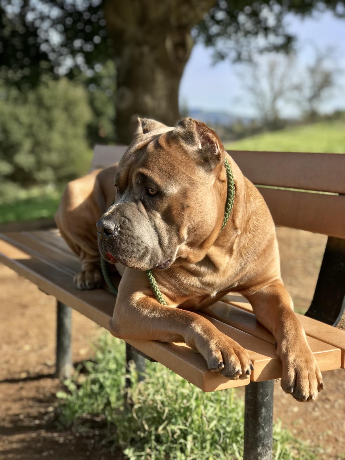 Cane Corso