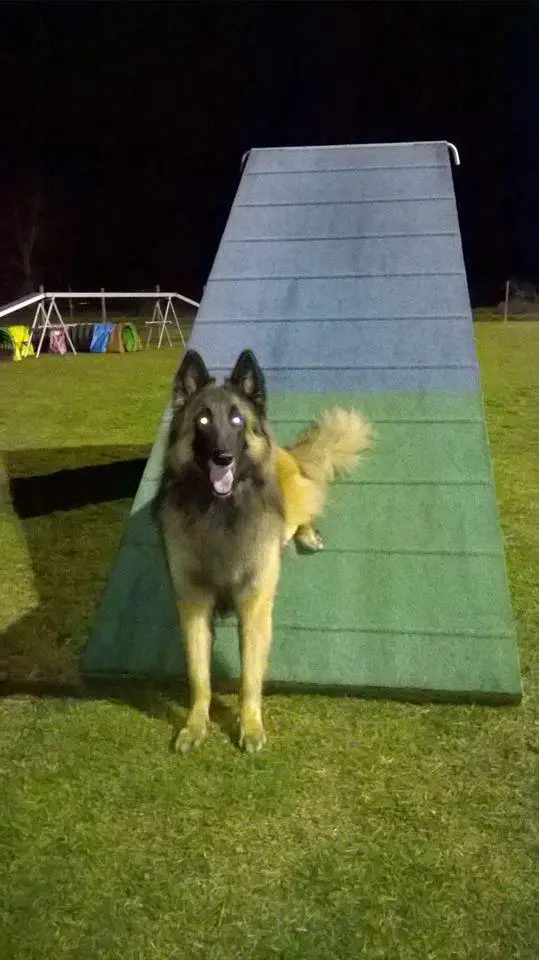 Belgian Tervuren