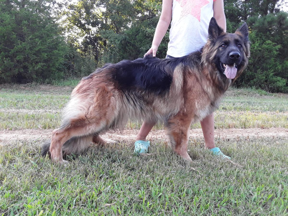 pigeon ridge german shepherds