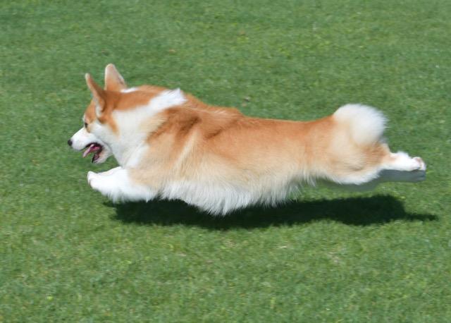 Overo corgis shop