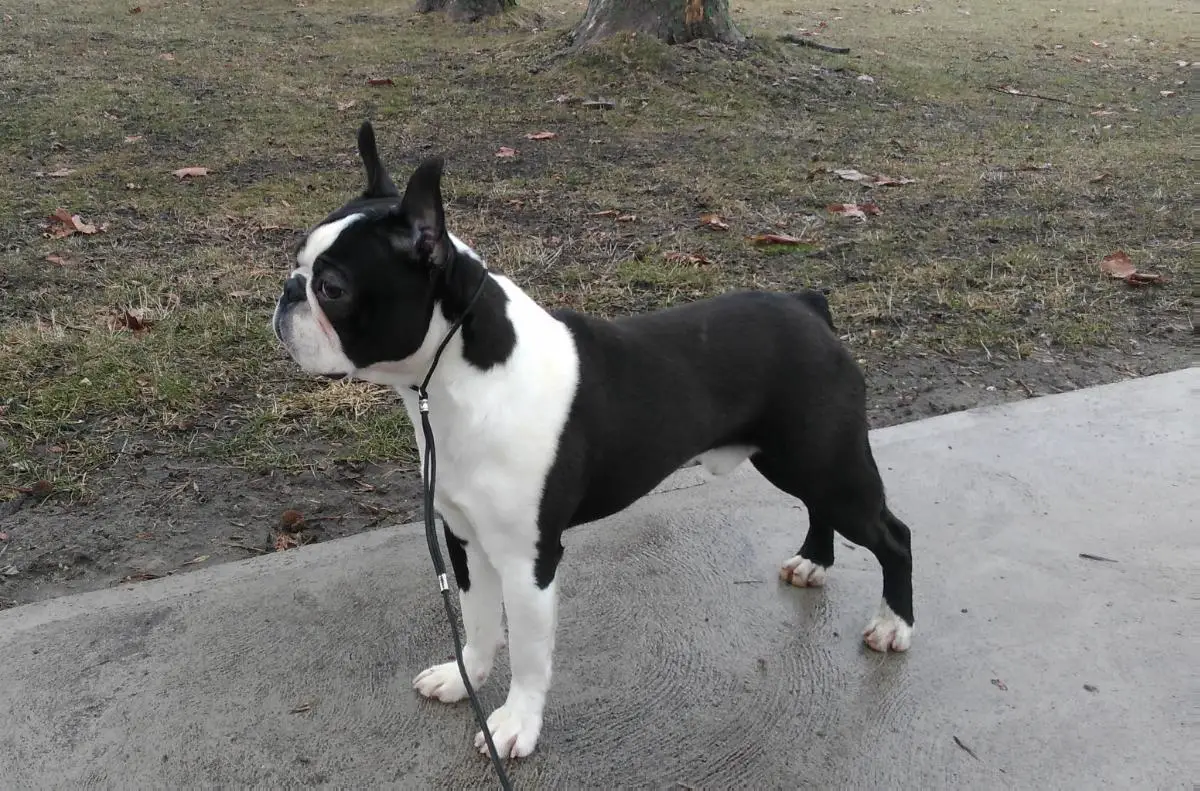 Boston Terrier