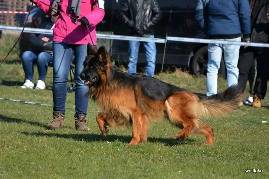 kenzo wolf