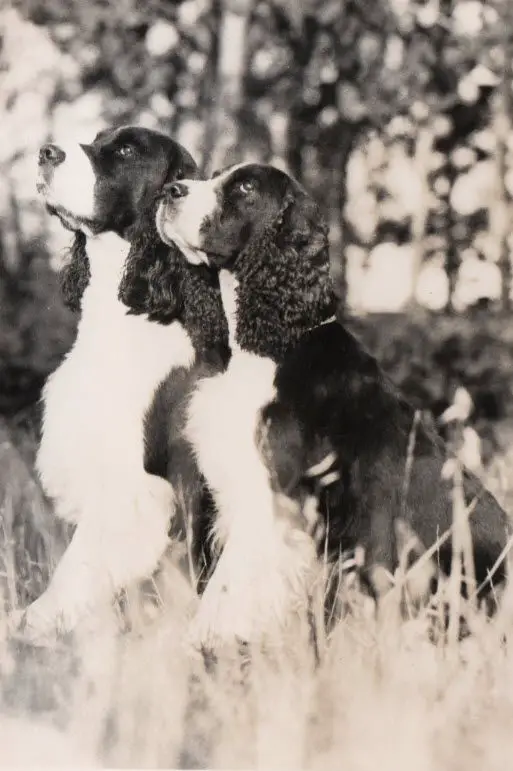 english springer spaniel pedigree database