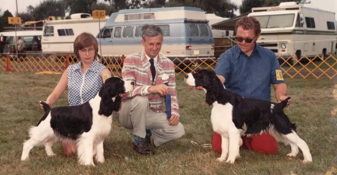 english springer spaniel pedigree database
