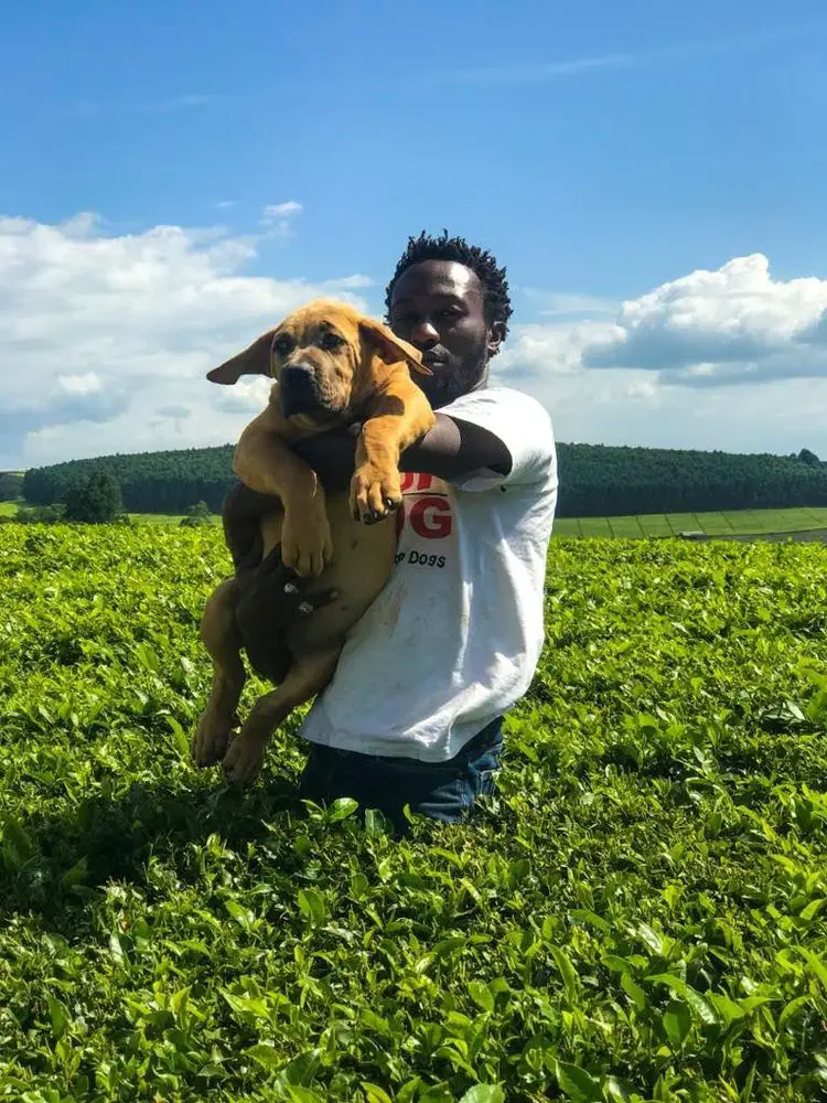 African Boerboel
