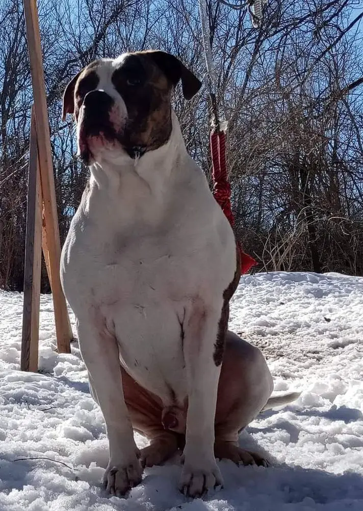 Big d kennels 2025