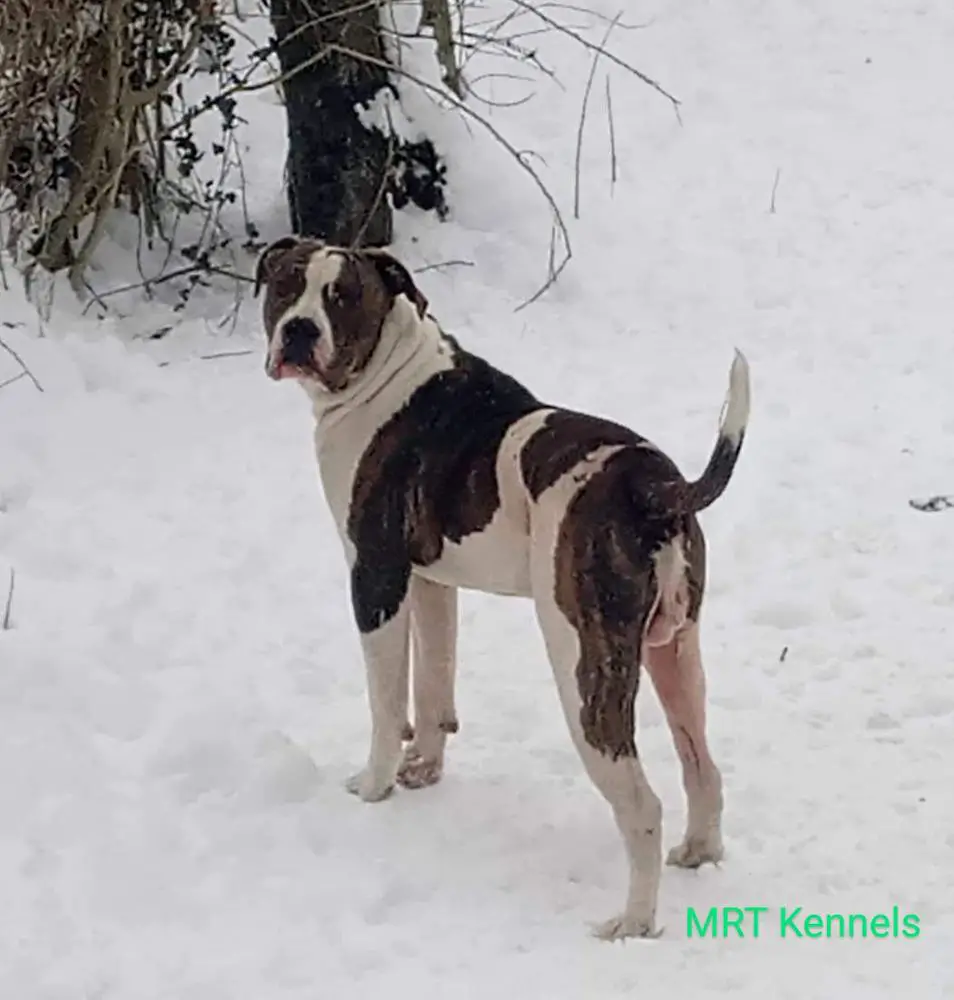 Gallery MRT Kennels Diesel aka Big D