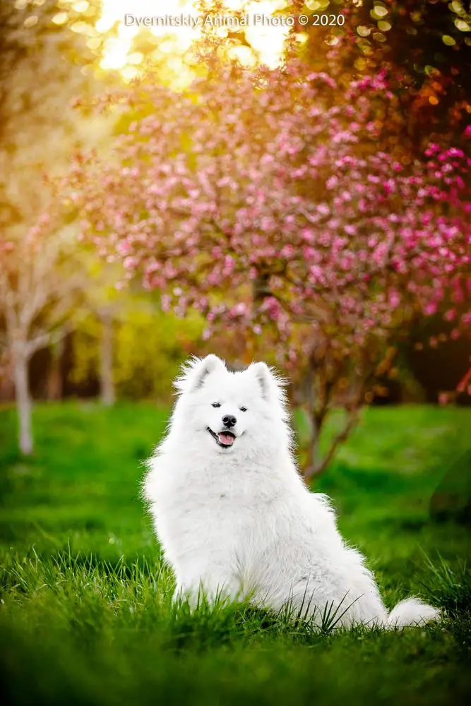 Samoyed