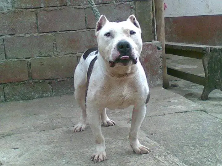 American pitbull on sale terrier pedigree