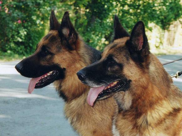 German Shepherd Dog