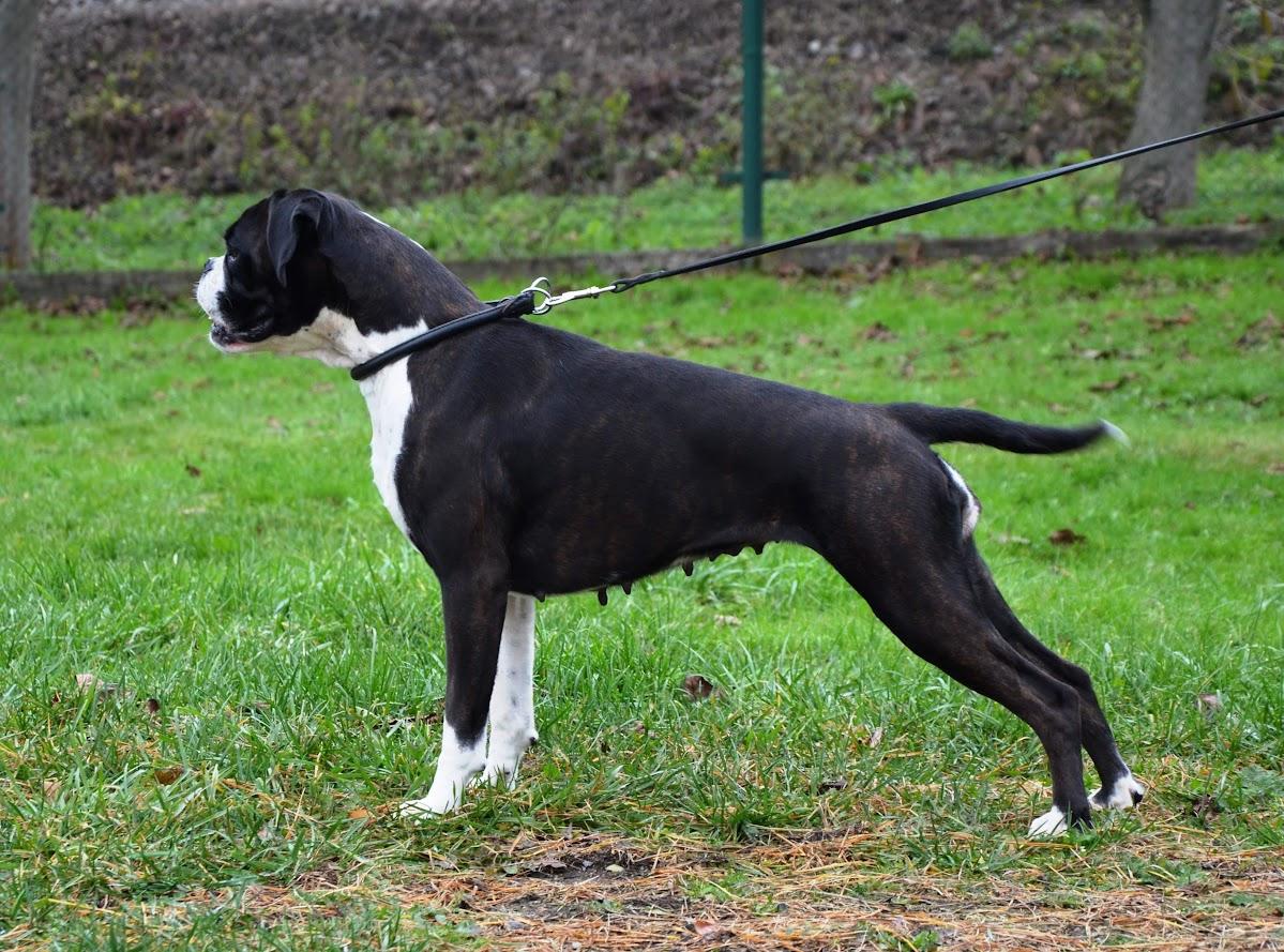 Boxer deals pedigree database