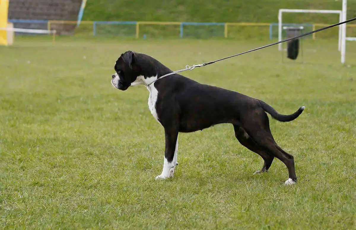 Boxer deals pedigree database