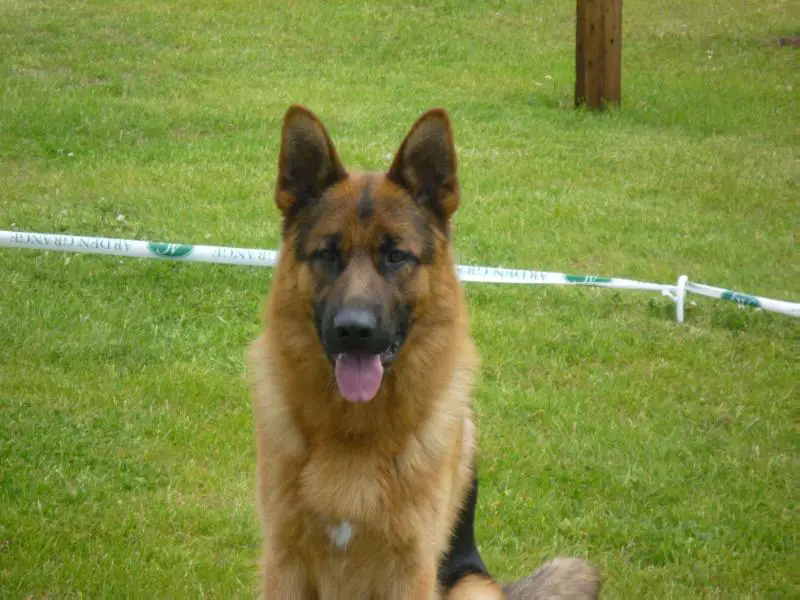 Mascani gsd cheap