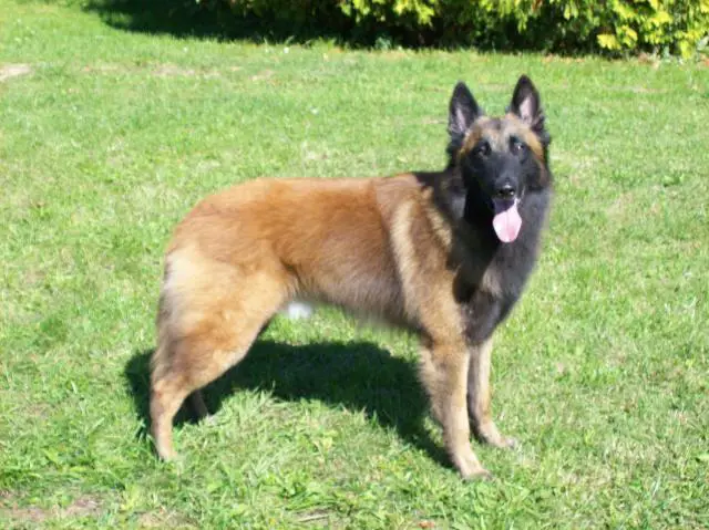 Belgian Tervuren