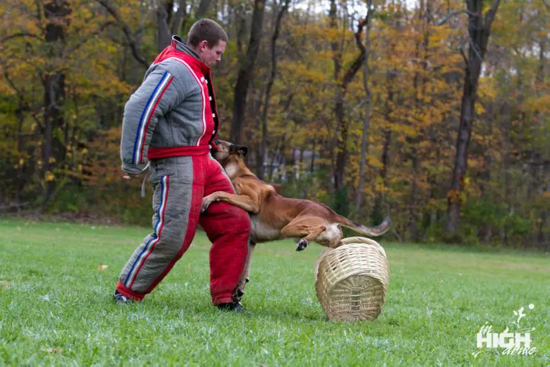 French ring hot sale sport malinois