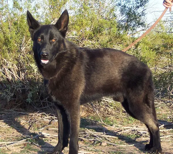 czech gsd working line