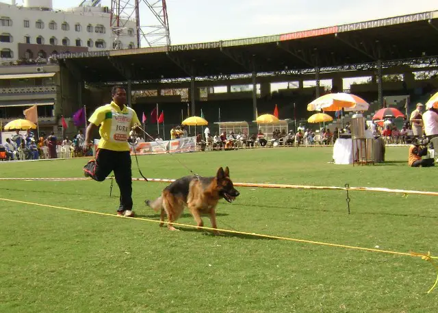 German shepherd sieger sales show