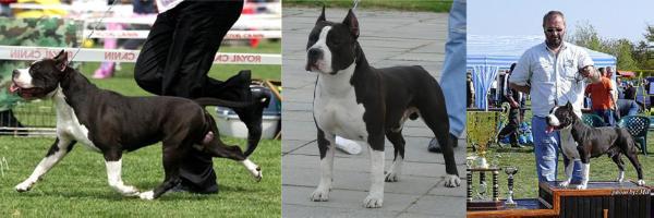 don king of rings amstaff