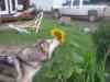 stopping to smell the flowers.....