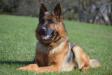 schutzhund 