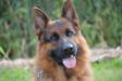 schutzhund 
