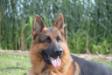 schutzhund 