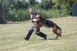 schutzhund 