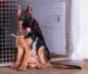 Qarola 4 meses