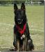 Yukon Schutzhund Association Schutzhund Trial 2007