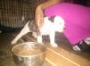 puppy just 4 weeks