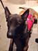 Service Dog Work