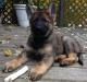 Zarek 4 months