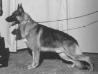 Charisma's Stonewall Jackson