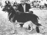 Larkspur Breck of Richlynn (1960s Dog show photo)