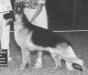 Karizma's Montana (First Intermediate Dog)
