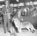 Chief of Jorene (Best of Breed Winner)