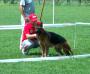 Serbia Gsd Show SG1