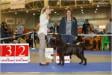 Kiyev, Ukraine, 26/04/2014  Breed Championship