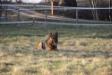 German Shepherd Dog Mona Lehmburg